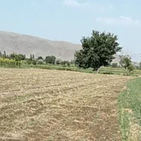 زمین زراعی