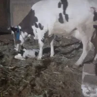 یک رس گاو سمینتال