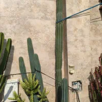 دوعددکاکتوس بزرگ|گل و گیاه طبیعی|چمستان, |دیوار