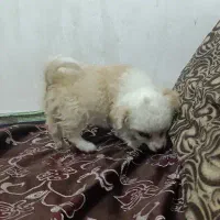 پامر بازی گوش
