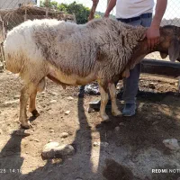 قوچ داشتی|حیوانات مزرعه|کوه چنار, |دیوار