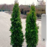 کلیه.امورات.باغبانی|خدمات باغبانی و درختکاری|سبزوار, امیر کبیر|دیوار