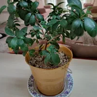 گلدان بونسای سالم و زیبا