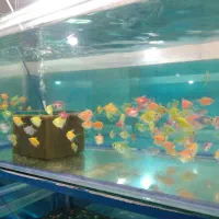 تولیدی انواع ماهی با قیمت تولیدی لجن خار