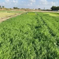 خرد کردن سبزی بادستگاه دغاغله