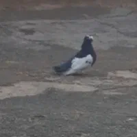 کبوتر|حیوانات|کرمانشاه, |دیوار