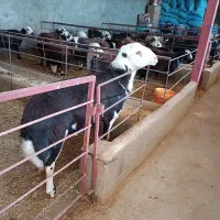 فروش قوچ کله عروس پلنگی