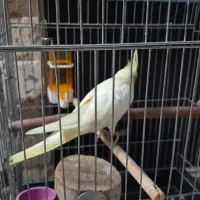 عروس هلندی ماده