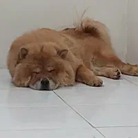 سگ چاوچاو ماده|سگ|تهران, باغ فیض|دیوار