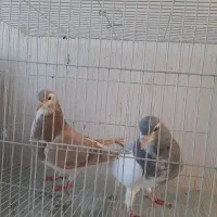 ساده یقه بسته پرخال|پرنده|نیشابور, بلوار گلها|دیوار