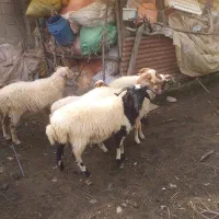 گوسفند نر با وزن بالای ۳۰ کیلو