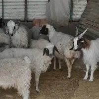 کهره بره  بز گیسه چاق