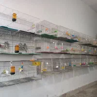 قناری مرغ عشق عروس سهره