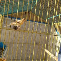 قناری مرغ عشق جوجه عروس