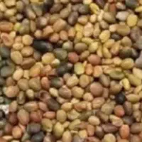 بذر شبدر یه چین