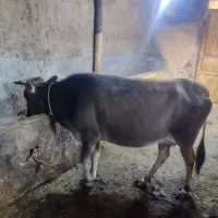 گاو وگوساله ماده