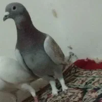 بورمگس|پرنده|زابل, |دیوار