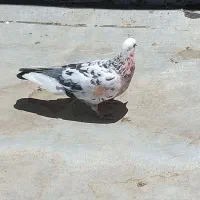 کبوتر باخت رفته