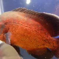 ماهی اسکار|ماهی|شیراز, رکنآباد|دیوار