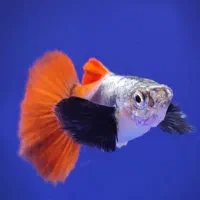 گوپی مولی پلاتی آنجل زبرا کالرنعون لجن خارآکواریوم