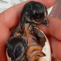 جوجه لاری اوشامو