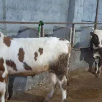 گاو نر پرواری|حیوانات مزرعه|نوشهر, |دیوار