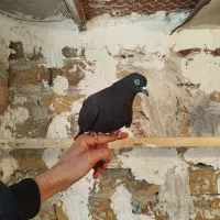 کبوتر به شرط