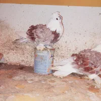 یک جفت کبوتر جکسون فرگوسفندی اصل|پرنده|بابل, |دیوار