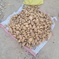 سیب زمینی ۱۴۰۰ ساگیتا