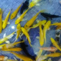 ماهی کوی نژاد دار و غذای کوی|ماهی|کرج, برغان|دیوار
