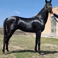 اسب آخال ایرانی با مدرک فدراسیونی