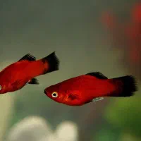 گورامی،گوپی،پلاتی|ماهی|مشهد, الهیه|دیوار