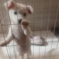 پت پامر اشپیتز