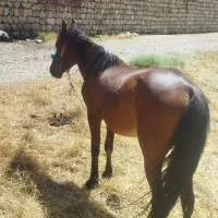 اسب|اسب و تجهیزات اسبسواری|شیراز, حومه شیراز|دیوار