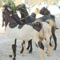 نر بزهای پاکستانی نژاد دوقلو هیکلی و ذات دار