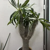 نخل ماداگاسکار