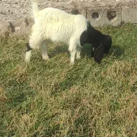 بیگ نر و ماده