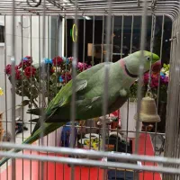 شاه طوطی نر رام ودستی