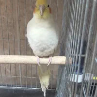 کبوتر رنگی با تهرانی|پرنده|ایلام, |دیوار