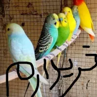 مرغ عشق نر و ماده جوجه