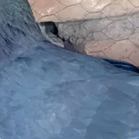 جوجه کفتر گم شده