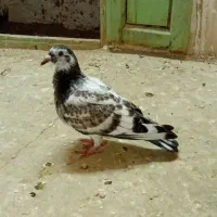 جوجه پلاکی  هیچ پری