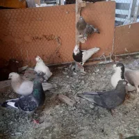 ده تا کفتر ماده بزن روهم|پرنده|شیراز, بازار|دیوار