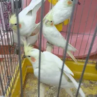 معاوضه با قناری|پرنده|بهبهان, |دیوار