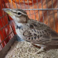 جوجه سهره قناری