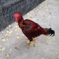 یک عدد خروس زیبا..یک عدد خروس لاری|حیوانات مزرعه|خلخال, |دیوار