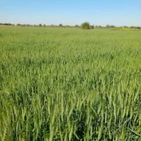 فروش زمین کشاورزی۱۰و۲۰و۳۰و۶۰و۹۰هکتاربرای فروش