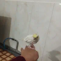 عروس هلندی