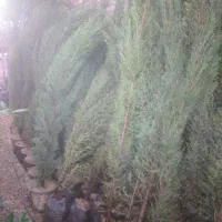 سرو ناز و باز ۲ساله توُ ۳ساله از ۱ متر تو ۳متر