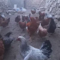 مرغ و خروس|حیوانات مزرعه|محلات, |دیوار